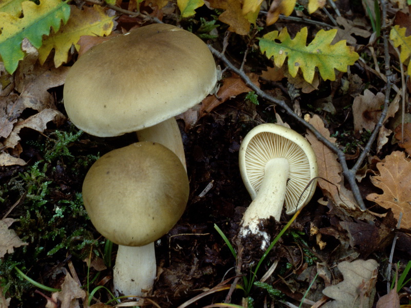 Proposta di studio di Tricholoma saponaceum